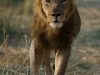 lion-up-close
