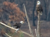 eagles-feeding