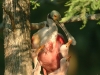nesting-spoonbill
