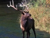 bull-elk