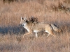 coyote-on-the-move