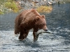 grizzly-with-salmon
