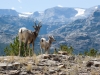 bighorn-ewe-and-lamb