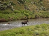moose-with-calf