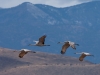 sandhill-cranes